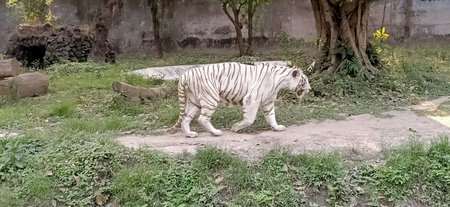 white tiger or bleached tiger is a pigmentation variant of the Bengal tiger in west bengalの写真素材