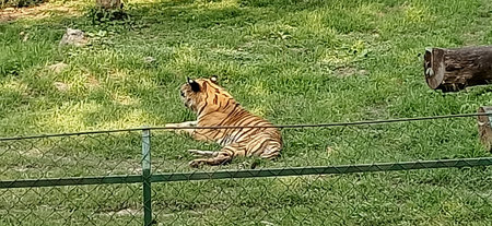 tiger in the cage in west bengal, Indiaの写真素材