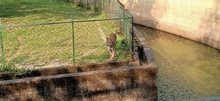 tiger in the cage in west bengal, Indiaの写真素材