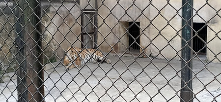 tiger from the fence in west bengal, Indiaの写真素材