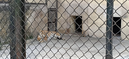 tiger from the fence in west bengal, Indiaの写真素材