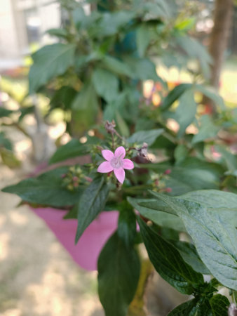 beautiful pink Ashoka flower or saraca indicaの写真素材