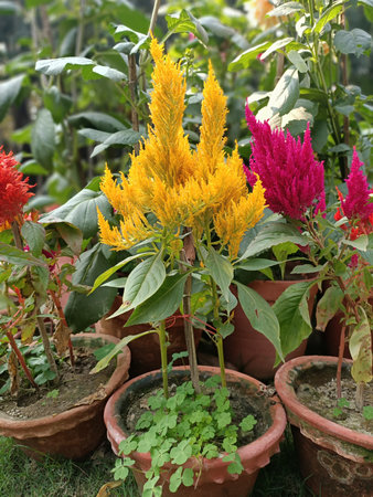 celosia argentea, cock's comb or chinese wool flowersの写真素材