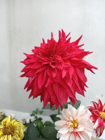 beautiful chamomile flower in the garden, west bengalの写真素材