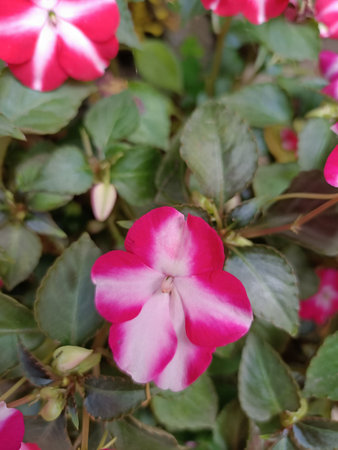 beautiful New Guinea impatiens flowers also called as Impatiens hawkeriの写真素材