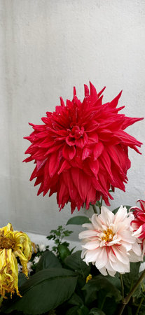 beautiful chamomile flower in the garden, west bengalの写真素材