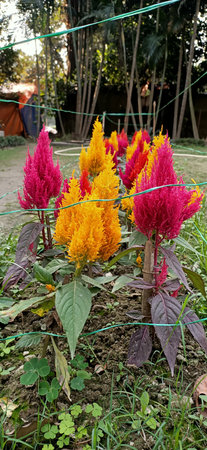 celosia argentea, cock's comb or chinese wool flowersの写真素材