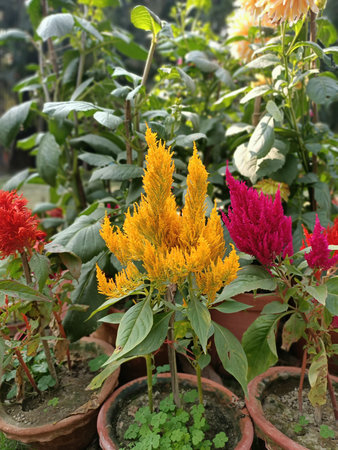 celosia argentea, cock's comb or chinese wool flowersの写真素材
