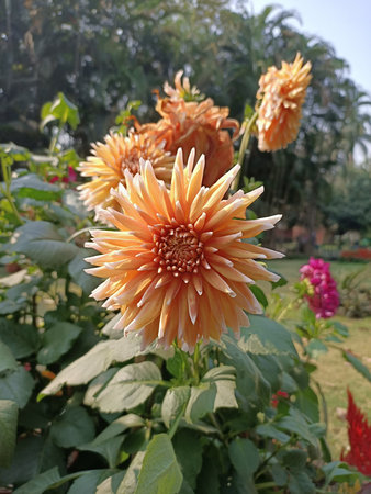 beautiful chamomile flower in the garden, west bengalの写真素材