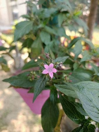 beautiful pink Ashoka flower or saraca indicaの写真素材