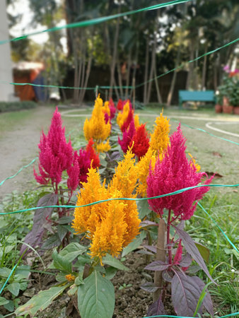 celosia argentea, cock's comb or chinese wool flowersの写真素材