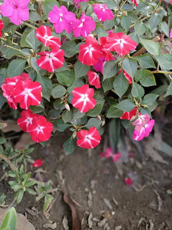 beautiful New Guinea impatiens flowers also called as Impatiens hawkeriの写真素材