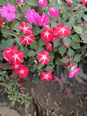 beautiful New Guinea impatiens flowers also called as Impatiens hawkeriの写真素材