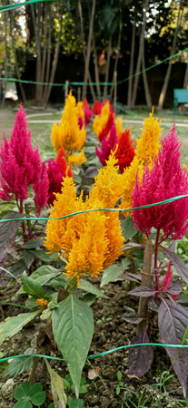 celosia argentea, cock's comb or chinese wool flowersの写真素材