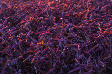 Beautiful Violet plant wallpaper 
violet leaves pattern,leaf tradescantia pallida or purple queenの写真素材