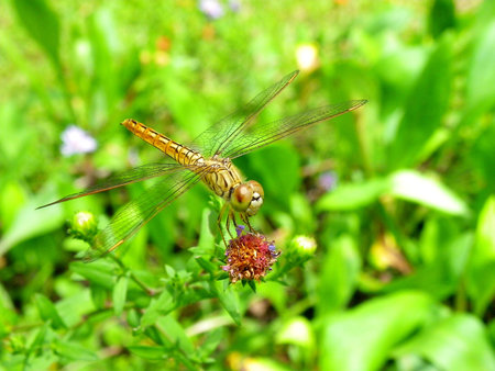 Dragonfly on a background of green grass sitting on a branchの写真素材