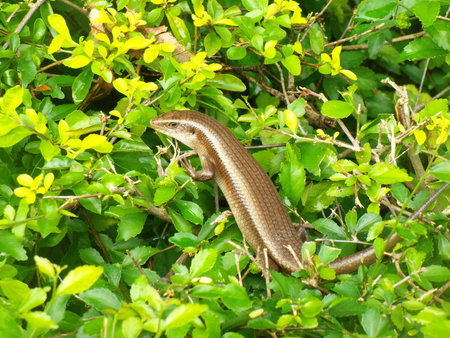 Skink の写真素材