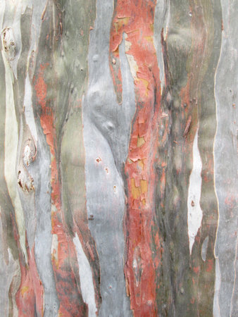 colorful abstract pattern of rainbow eucalyptus tree barkの写真素材
