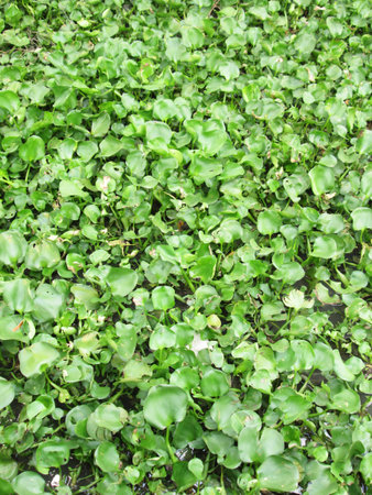 Vibrant Green Background Texture, Highly invasive water hyacinthの写真素材