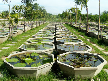 An ornamental pot of lotus blossoms with in a gardenの写真素材