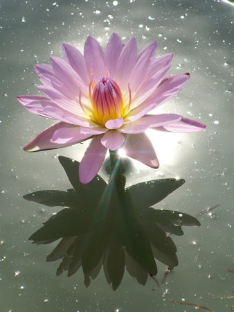 Pink lotus blossoms or water lily flowers blooming on pondの写真素材