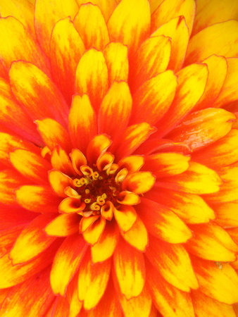 Pollen yellowの写真素材