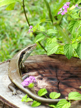 Skink in clumps of flowersの写真素材