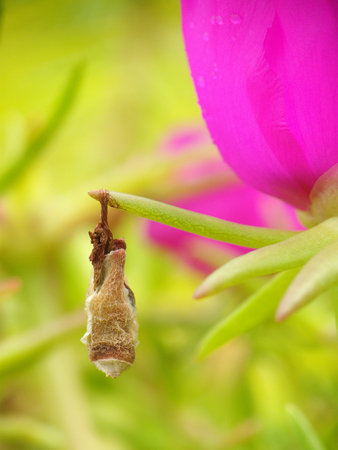 Pupaの写真素材