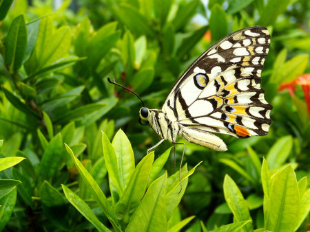 Lime butterflyの写真素材
