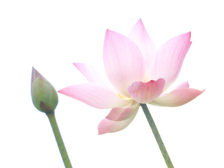 Pink lotusの写真素材
