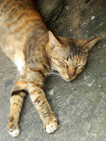 Cats sleepの写真素材