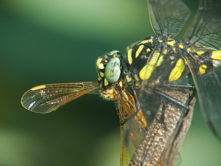 Dragonflies eat dragonfliesの写真素材
