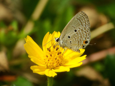 Plain cupid butterfly with flowerの写真素材