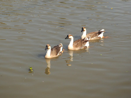 Geese in the waterの写真素材