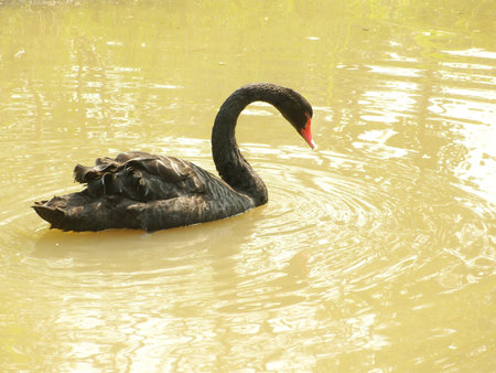 Black swan の写真素材
