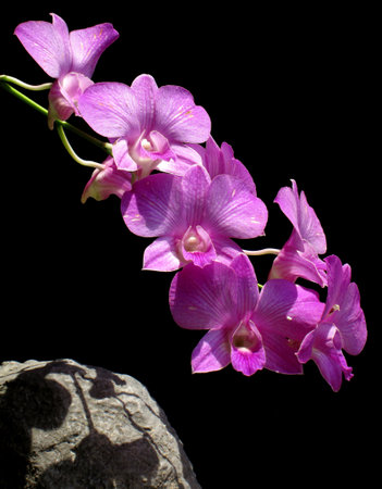 Orchid flower  の写真素材
