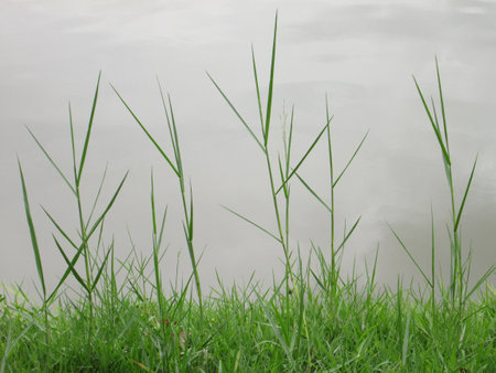 The grass along the waterの写真素材
