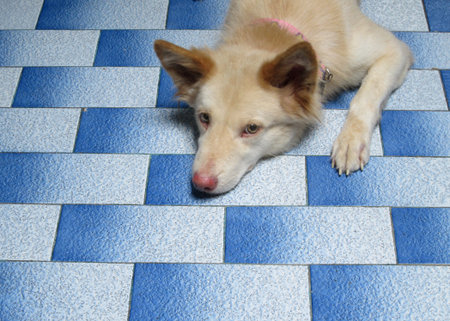 Dog to sleepの写真素材