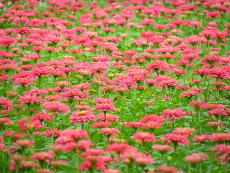 Field of flowersの写真素材