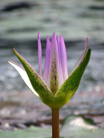Blossoming lotusの写真素材