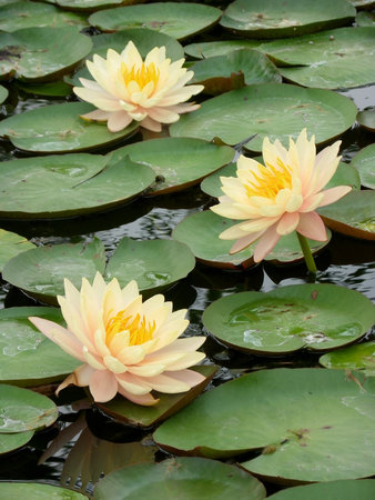 Yellow lotus blooming in the pondの写真素材