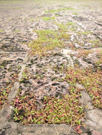 The grass on the stone pavementの写真素材