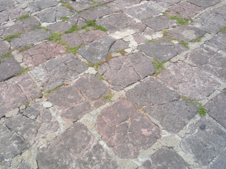 The grass on the rocky groundの写真素材