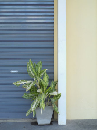 Door with potted plantsの写真素材