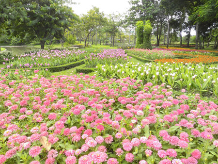 Flower gardenの写真素材