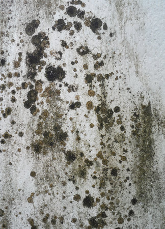White moldy wallsの写真素材