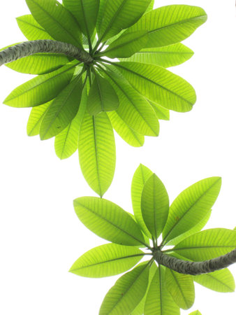 Fresh leaves on white backgroundの写真素材