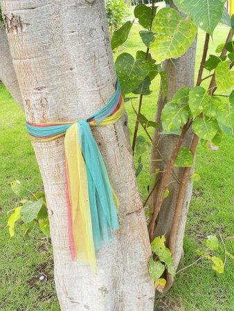 Bodhi tree, Faith,religio usの写真素材