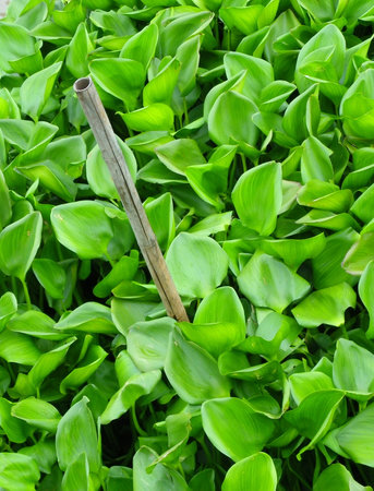 Water hyacinth greenの写真素材