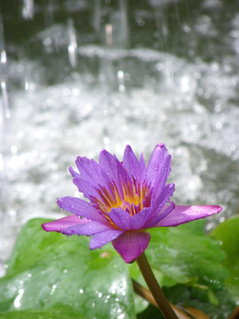 purple water lilies in the pondの写真素材